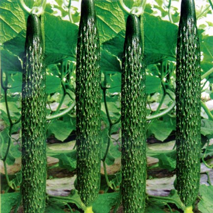 100pcs Cucumber Seeds Green Skin Organic Vegetable Seeds Bonsai Plants High germination Fast shipping Best packaging