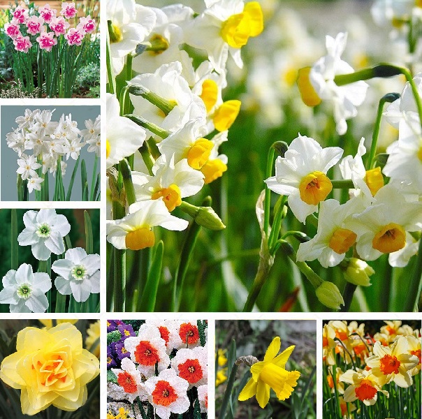 Multi-Varieties Daffodil Seeds, 100pcs/pack