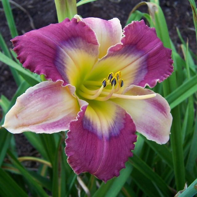 Daylily Flowers Seeds, Hemerocallis Lily Seeds, 100pcs/pack