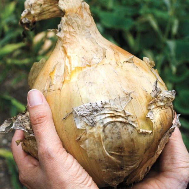 Rare Giant Onion Seeds, 50pcs/pack