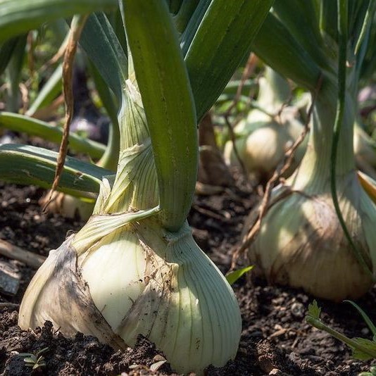 Giant Organic Onion Seeds, 100pcs/pack