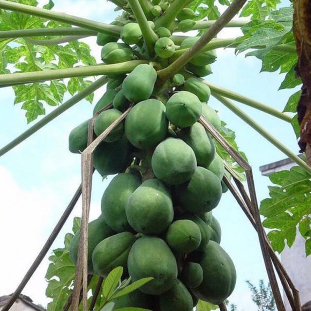 Giant Papaya Seeds, 30pcs/pack