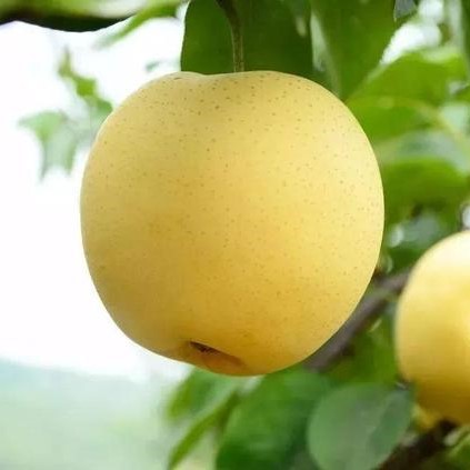 Golden Pear Seeds, Giant Fruit Tree Seeds, 30pcs/pack