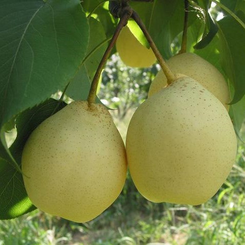 Golden Pear Seeds, Giant Fruit Tree Seeds, 30pcs/pack