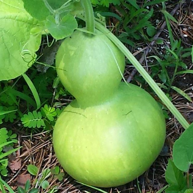 Giant Gourd Seed, Vegetable Seeds, 20pcs/pack
