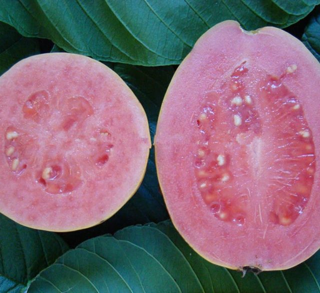 Sweet Red Guava Seeds, Psidium Guajava, 20pcs/pack