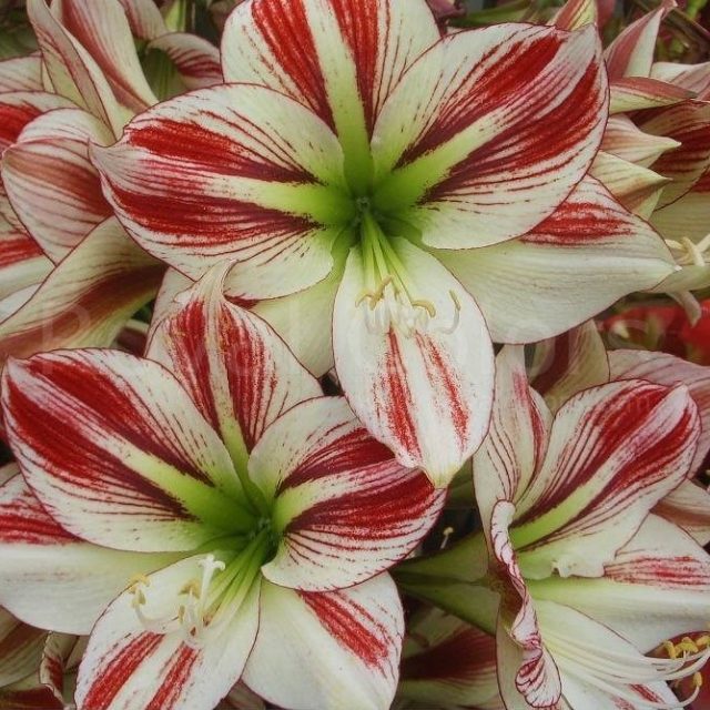 1 Big Bulb True Amaryllis Bulbs Not Seeds Bonsai Flower Bulbs,Hippeastrum Flowers Bulbous Root Barbados Lily Potted Plants