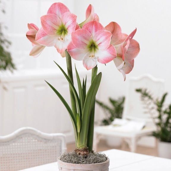 1pc Hippeastrum Bulbs Indoor Bonsai Flower Bulbous Root Plants Pot for home garden decor Best packaging 100% live NOT SEEDS