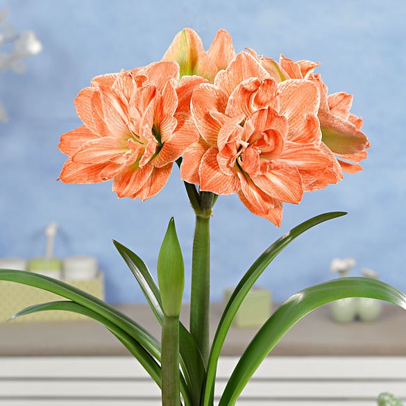 1pc Hippeastrum Bulbs Indoor Bonsai Flower Bulbous Root Plants Pot for home garden decor Best packaging 100% live NOT SEEDS