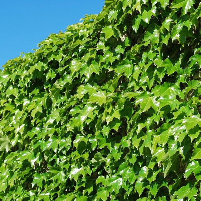 Climbing Creepers Parthenocissus Tricuspidata Seeds, Ivy Seeds, 100pcs/pack