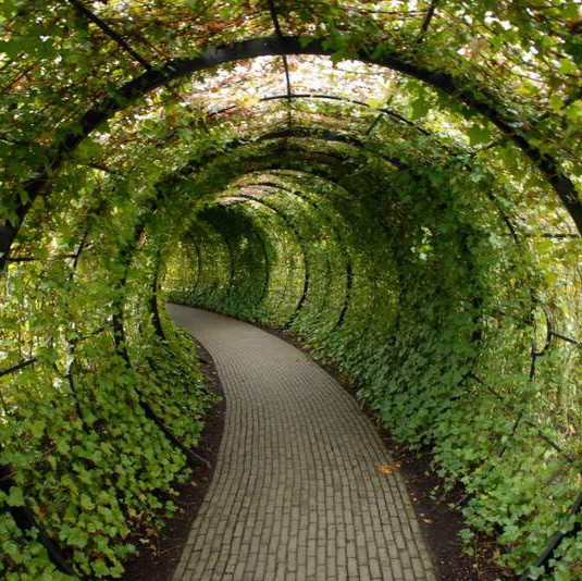 Climbing Creepers Parthenocissus Tricuspidata Seeds, Ivy Seeds, 100pcs/pack