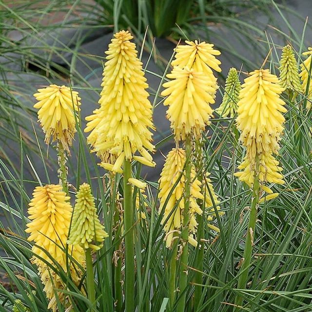Hot Poker Seeds, Kniphofia Uvaria Seeds, Torch Lily Flower Seeds, 50pcs/pack