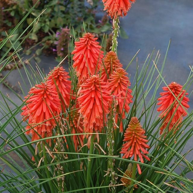 Hot Poker Seeds, Kniphofia Uvaria Seeds, Torch Lily Flower Seeds, 50pcs/pack