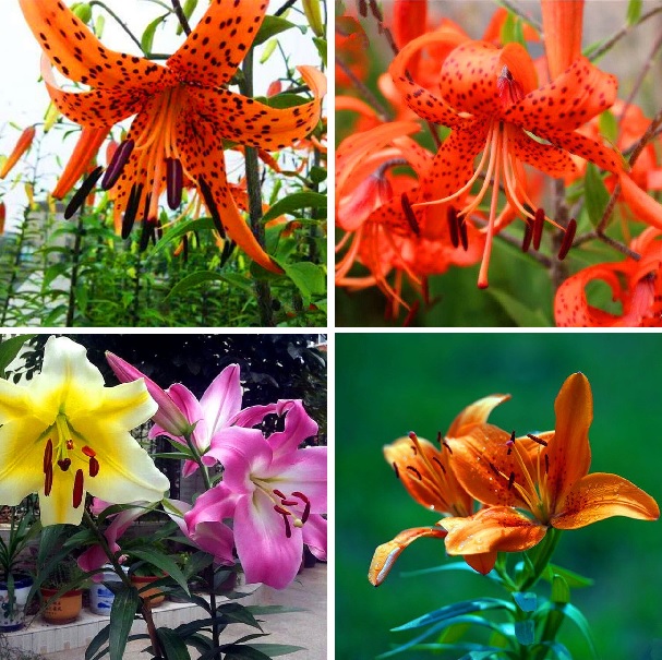 Mixed Color Lily Seeds, 100pcs/pack