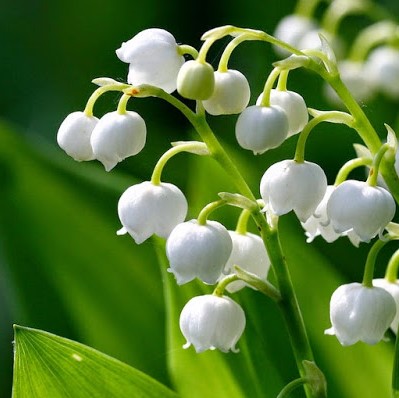 Lily Of The Valley Flower Seeds, Bell Orchid Seeds, 100pcs/pack