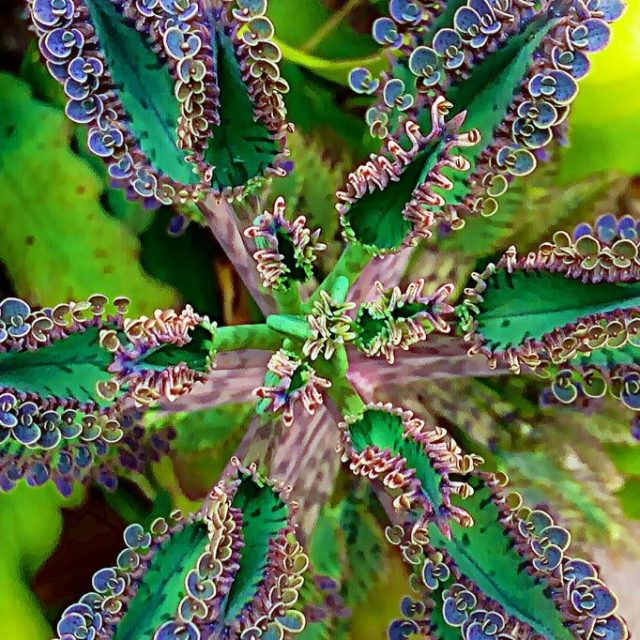Mother Of Thousands Plant Seeds, 100pcs/pack