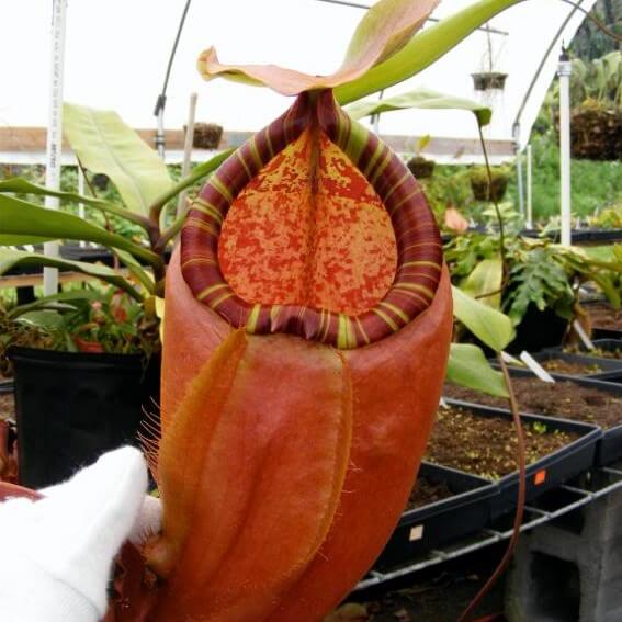 Nepenthes Seeds, Flytrap Plant, 100pcs/pack