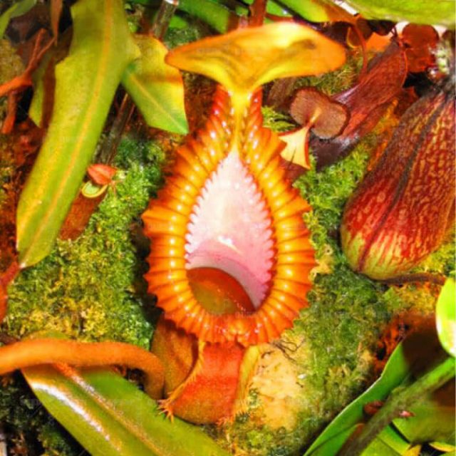 Nepenthes Seeds, Flytrap Plant, 100pcs/pack