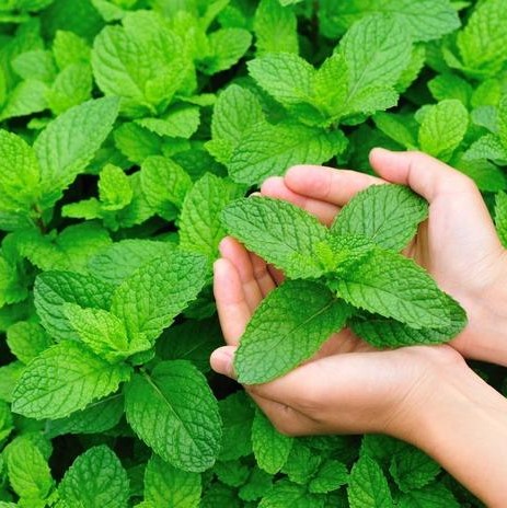 100pcs/pack Natrual Organic Mint Seeds, Wholesale Vegetable Seeds Field Peppermint Spearmint Outdoor Home Gardening Supplies Planting