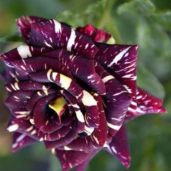 100pcs/bag rose seeds tiger striped rose rare bonsai flower seeds rainbow green blue black rose petals plant for home garden