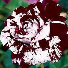 100pcs/bag rose seeds tiger striped rose rare bonsai flower seeds rainbow green blue black rose petals plant for home garden