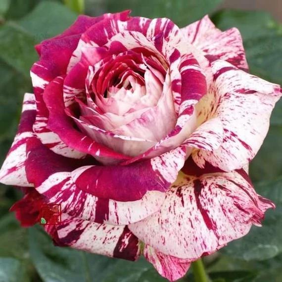100pcs Mixed Color Rose Seeds Bonsai Fower Seeds Double Flap Blood Climbing Rose Plants for Home Garden Professional packaging
