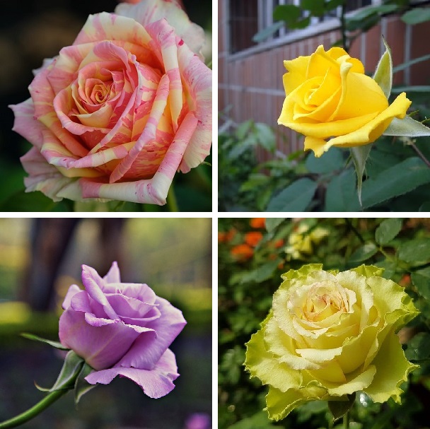 Big Promotion!White Heart Pink Side Rose Seeds 24 Colors Plants Potted Rose Rare Flower Seeds Balcony 100 Seed/Lot,#73YK41
