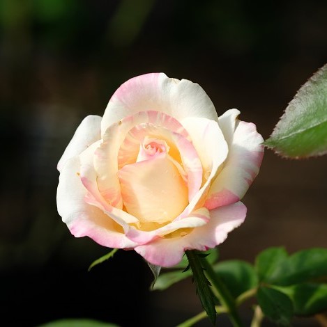Big Promotion!White Heart Pink Side Rose Seeds 24 Colors Plants Potted Rose Rare Flower Seeds Balcony 100 Seed/Lot,#73YK41
