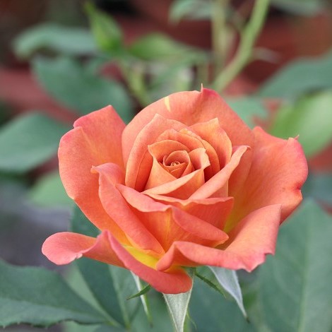 100pcs Rare rose seeds, Perennial Indoor bonsai plant flower seeds,for home and garden,rainbow rose