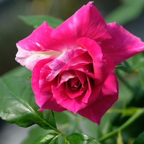 100pcs Rare rose seeds, Perennial Indoor bonsai plant flower seeds,for home and garden,rainbow rose