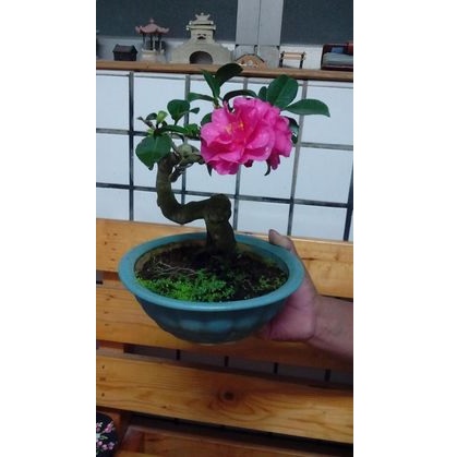 100pcs/bag mini rose bonsai, Miniature rose seeds, A little cute plants for miniature garden plant potted baby gift flower seeds