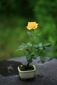 100pcs/bag mini rose bonsai, Miniature rose seeds, A little cute plants for miniature garden plant potted baby gift flower seeds