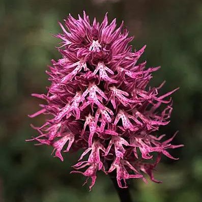 Orchis Italica Seeds, Beautiful Funny Orchid, 100pcs/pack