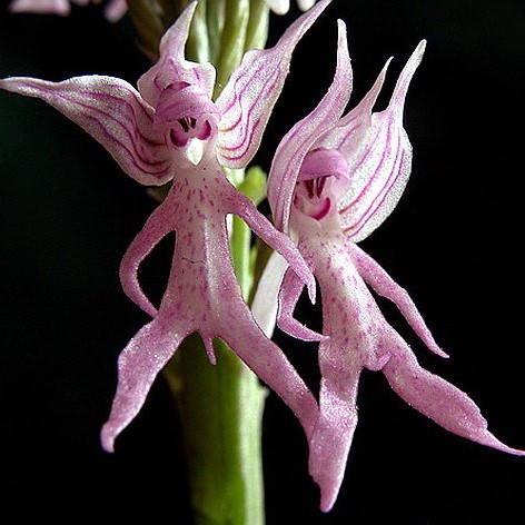 Orchis Italica Seeds, Beautiful Funny Orchid, 100pcs/pack