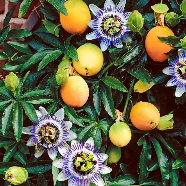 Real Passion Fruit Seeds, 100pcs/pack