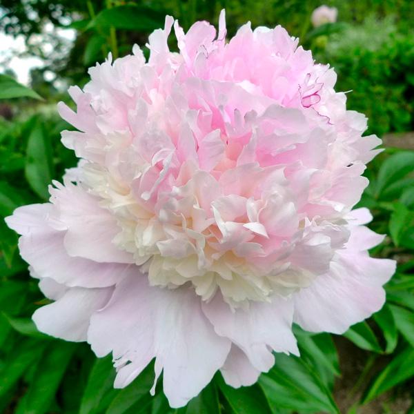 Mixed Color Peony Seeds, 10pcs/pack