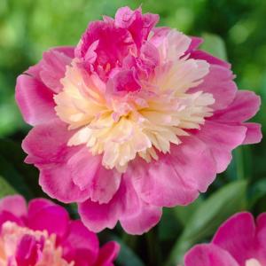 Mixed Color Peony Seeds, 10pcs/pack