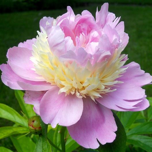 10pcs/pack Very Rare Tree Peony Flower Seeds, New Variety Light up Your Garden mixed color and species