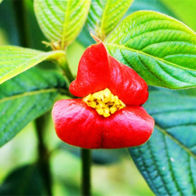 Psychotria Elata Seeds, Red Hot Lips Flower Seeds, 100pcs/pack