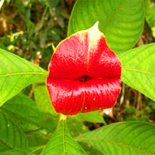 Psychotria Elata Seeds, Red Hot Lips Flower Seeds, 100pcs/pack