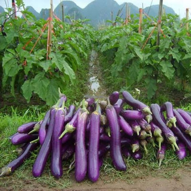 Purple Eggplant Seeds, 100pcs/pack