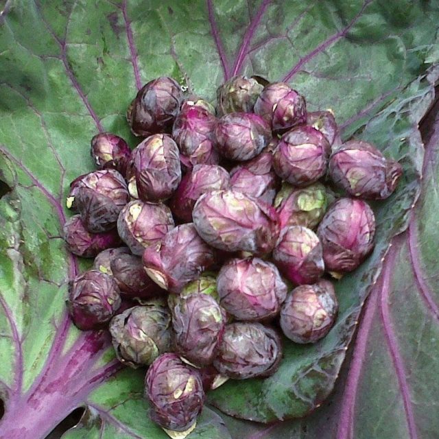 Purple Brussels Sprout Seeds, Cabbage Seeds, 100pcs/pack