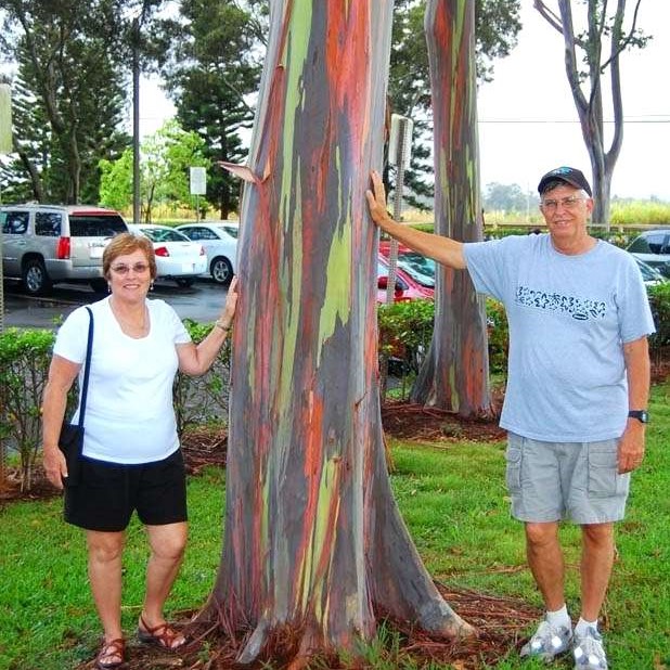Hawaii Rainbow Eucalyptus Tree, Eucalyptus Deglupta, 100pcs/pack
