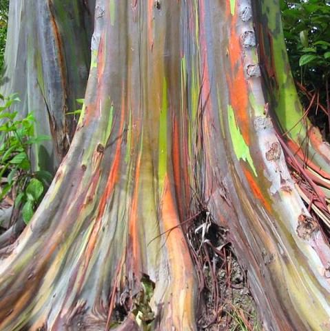 Eucalyptus Seeds, Rainbow Eucalyptus Deglupta Seeds, 100pcs/pack