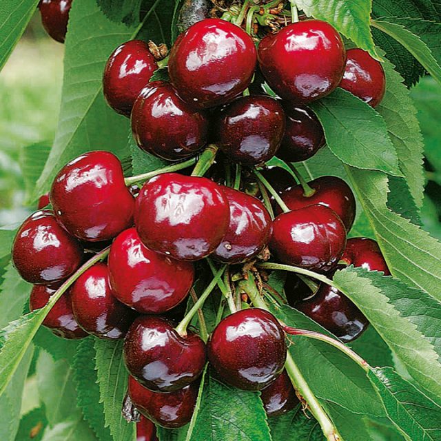 Dark red cherry seeds Sweet dwarf fruit tree seeds Spring farm home bonsai plants potted Easy to grow Best packaging 20pcs