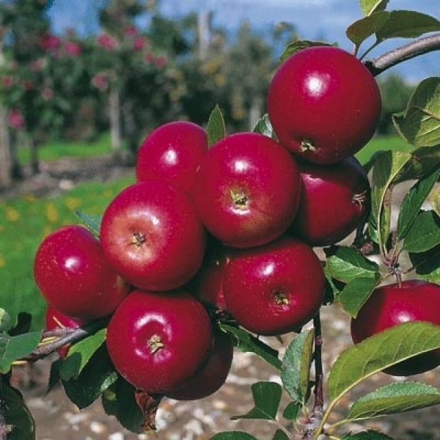 Apple Seeds, Giant Red Sweet Apple Variety, 30pcs/pack