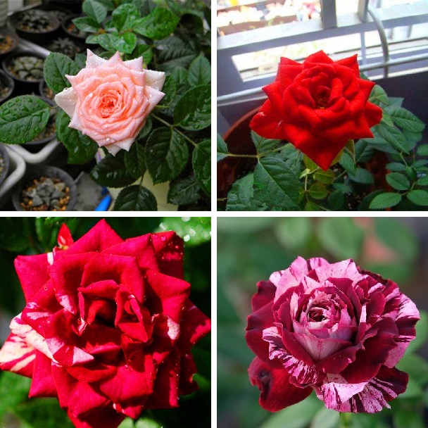 Bonsai Rose Seeds, Bonsai Rose DIY, 200pcs/pack