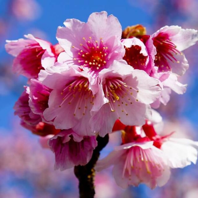 Cherry Blossom Tree Seeds, Pink Sakura Seeds, 10pcs/pack