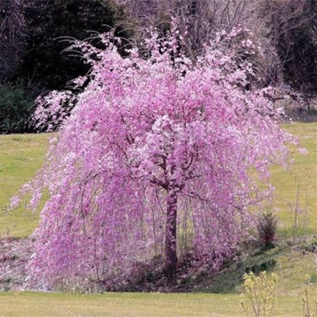 Weeping Sakura Seeds, Cherry Blossom Seeds, 10pcs/pack