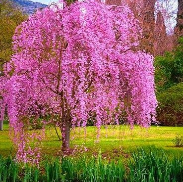 Weeping Sakura Seeds, Cherry Blossom Seeds, 10pcs/pack